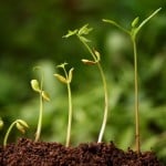 croissance plante1